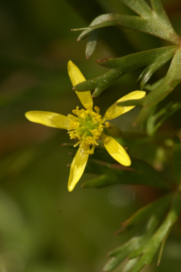 Ranunculus amphitrichus